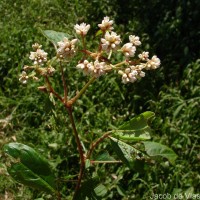 Persicaria chinensis (L.) H.Gross
